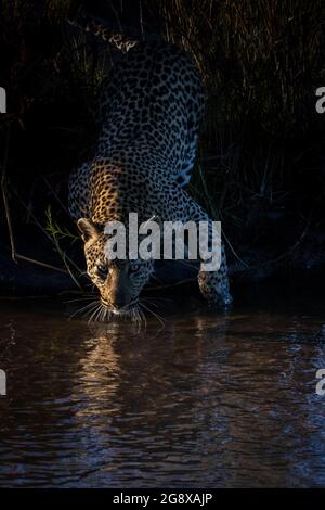 A leopard, Panthera pardus, bends down to drink