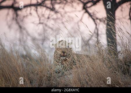 A male leopard, Panthera padrus, lies on a termite mound with grass in front, injury to eye, sunset Stock Photo