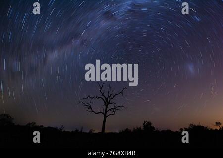 A star trail around a dead tree Stock Photo