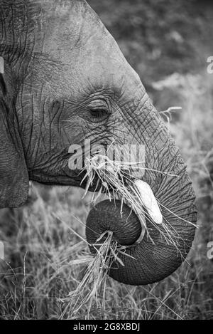 The side profile of an elephant, Loxodonta africana, trunk coiled while eating grass, in black and white Stock Photo