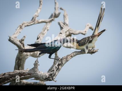 A Burchells Starling, Lamprotornis australis, feeds a Great Spotted Cuckoo, Clamator glandarius Stock Photo