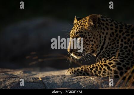 The side profile of a leopard, Panthera pardus, in soft light Stock Photo