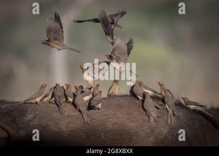 A flock of red billed oxpeckers, Buphagus erythrorhynchus, stand on the back of a bufallo, Syncerus caffer Stock Photo