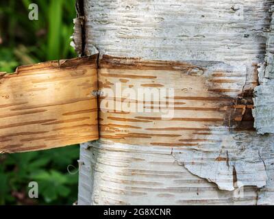 Peeling bark on a Silver Birch tree in Holehird Gardens, Windermere, Lake District, UK. Stock Photo