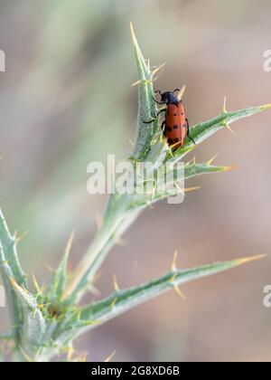 Macro shot of a beetle in its natural habitat Stock Photo