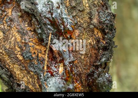 A drop of resin on a tree trunk, summer day Stock Photo