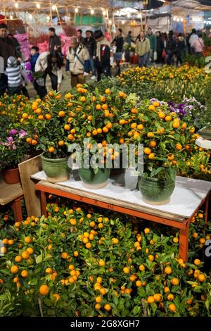 People walk through a night market selling kumquat trees, a traditional decoration for Chinese New Year in Yuen Long, New Territories, Hong Kong Stock Photo