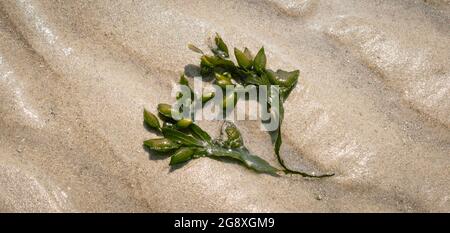 Seaweed leaf on the beach. Stock Photo