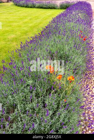 CAMBRIDGE ENGLAND KING'S COLLEGE CHAPEL LAVENDER BED AND RED POPPIES IN SUMMER Stock Photo