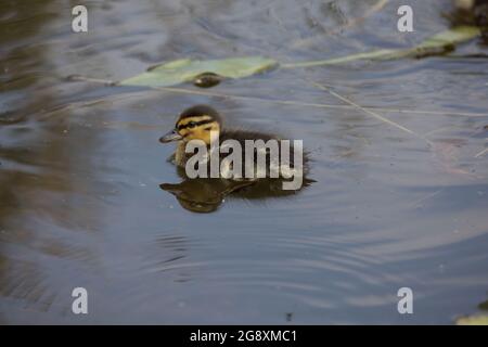 One Mallard duckling Anas platyrhynchos swimming on pond  UK Stock Photo