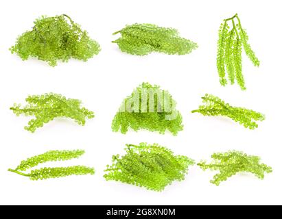 set of sea grapes ( green caviar ) seaweed Stock Photo