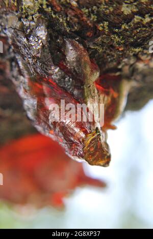 Sappy drippy amber tree sap rolling down a tree trunk on a beautiful ...