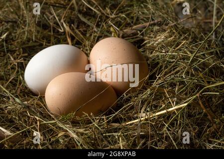 Close-up of three fresh chicken eggs in a straw nest. One white and two brown eggs in a chicken nest Stock Photo