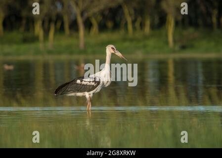 Maguari stork , (Ciconia maguari)  in wetland environment, La Pampa Province, Patagonia, Argentina. Stock Photo