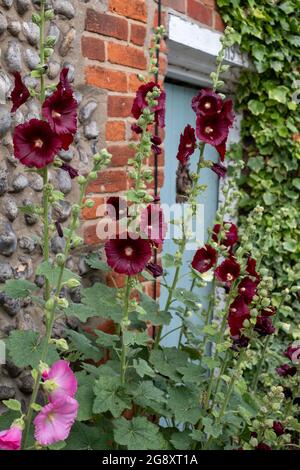 Tall colourful hollyhocks growing in Blakeney, North Norfolk UK. Stock Photo