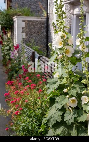 Tall colourful hollyhocks growing in Blakeney, North Norfolk UK. Stock Photo