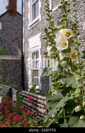 Tall colourful hollyhocks growing in Blakeney, North Norfolk UK. Stock Photo