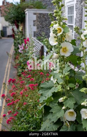 Tall colourful hollyhocks growing in Blakeney, North Norfolk UK. Stock Photo