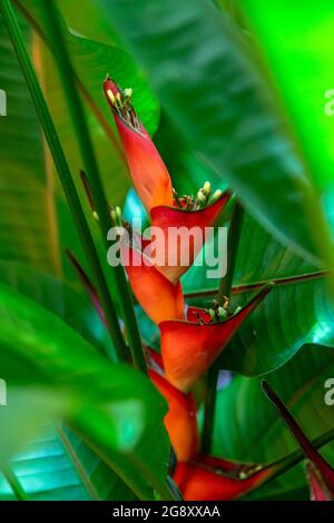 Heliconia stricta natural Dwarf Jamaican Stock Photo