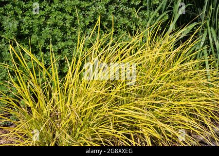 Carex elata 'Aurea' Stock Photo
