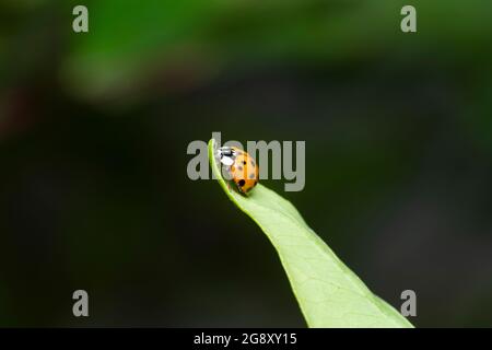 Harmonia axyridis on Mikan orange leaf, Isehara City, Kanagawa Prefecture, Japan Stock Photo