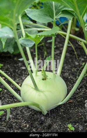 Brassica oleracea, known as Kohlrabi, cabbage turnip or German turnip, fresh new plants growing in a home made soil bed in a garden, Germany, Europe Stock Photo