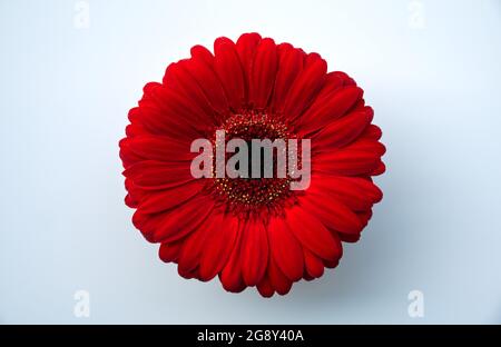 Red gerbera flower against white background Stock Photo