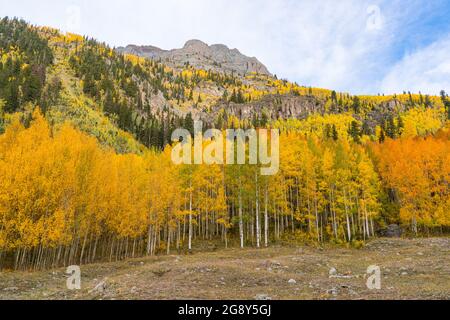 Yellow aspen trees on mountain side in the San Juan Mountains of Colorado Stock Photo