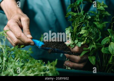 closeup of a caucasian man, in a gray work coat, adding some soil with a blue plastic shovel to a green plastic window flower box, while is planting s Stock Photo