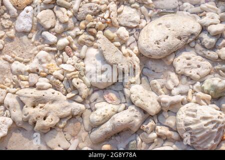 background of various petrified corals and shells on the seashore Stock Photo