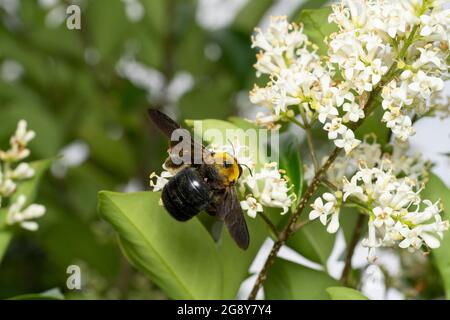 Carpenter bee (Xylocopa appendiculata) sucking Japanese privet (Ligustrum japonicum), Isehara City, Kanagawa Prefecture, Japan Stock Photo