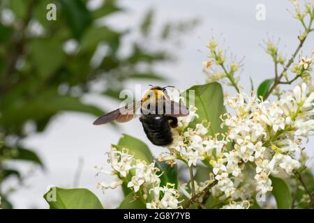 Carpenter bee (Xylocopa appendiculata) sucking Japanese privet (Ligustrum japonicum), Isehara City, Kanagawa Prefecture, Japan Stock Photo