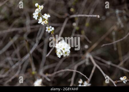 Little  white flowers of flowering alyssum on the branch in spring Stock Photo