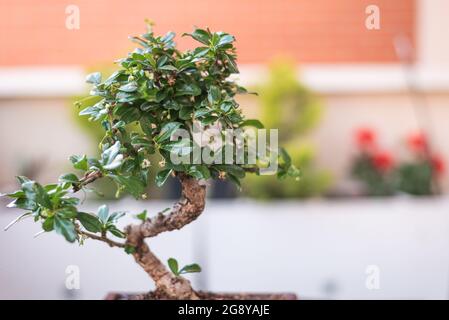 Chinese green bonsai tree Isolated on white background Stock Photo - Alamy