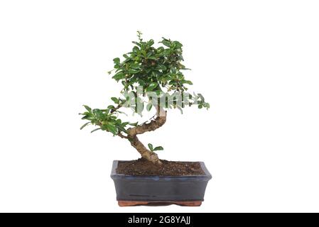 Chinese green bonsai tree Isolated on white background Stock Photo