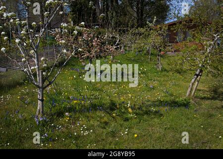 young fruit trees in small orchard,England Stock Photo