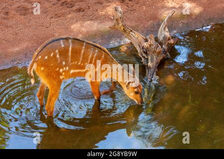 Sitatunga or marshbuck (Tragelaphus spekii).  A swamp dwelling antelope.  This female example was photographed in the Bioparc, Fuengirola, Malaga Prov Stock Photo