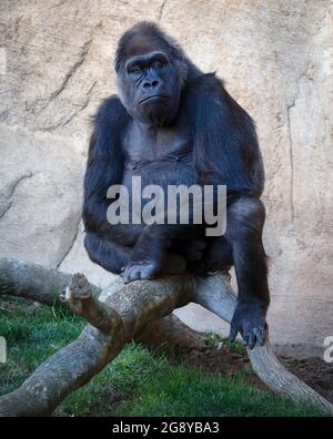 Western Lowland Gorilla (Gorilla gorilla gorilla).  A critically endangered species.  This silverback male was photographed in the Bioparc, Fuengirola Stock Photo