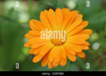 marigold grows in my garden Stock Photo