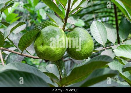 Two big ripe guava fruit close up on the tree with leaves in the garden Stock Photo
