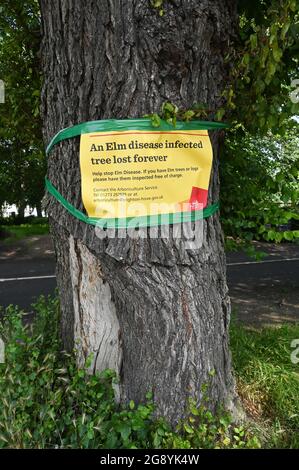 Elm Tree disease has become a major problem in Brighton Sussex UK A sign on a tree at The Level in Brighton UK Stock Photo