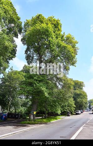 Elm Tree disease has become a major problem in Brighton Sussex UK A sign on a tree at The Level in Brighton UK Stock Photo