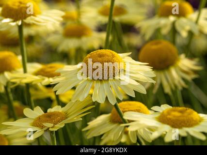 Yellow daisy like flowers of Leucanthemum Superba Banana Cream, commonly know as the Shasta Daisy. Stock Photo