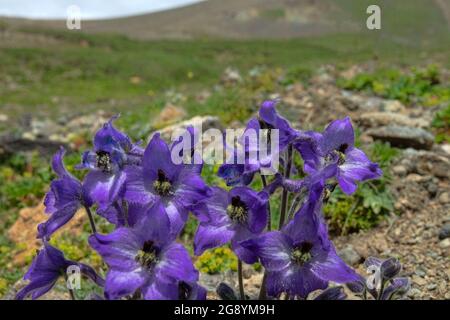 Centaury (Gentiana dshimilensis or Gentianella caucasea) on Alpine meadows of Caucasus. In background are mountain slopes with snow limit. 3000 m A.S. Stock Photo