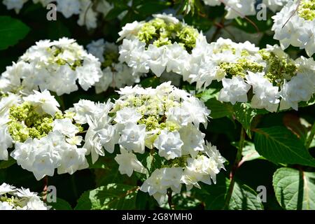 White hydrangea plant flowering in summer garden UK Stock Photo
