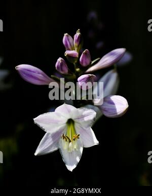 Hosta plant flowering outside in small urban garden in summer - Plantain lilies Asparagaceae Stock Photo