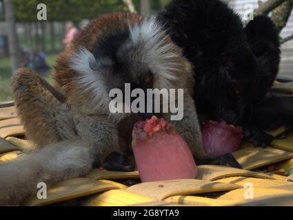 Black Lemurs on top of a shelter eating frozen fruit ice pops Stock Photo