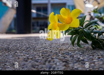 Yellow Golden Trumpet flower or Allamanda Cathartica on stone floor at garden patio and blurred background. Tropical flower, Selective focus. Stock Photo