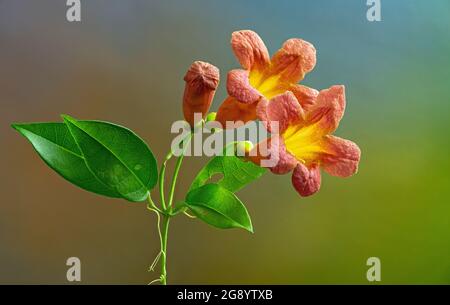 Flowers and leaves of crossvine plant (Bignonia capreolata), This climbing vine is native to the southeastern U.S. and is commonly grown in gardens. Stock Photo