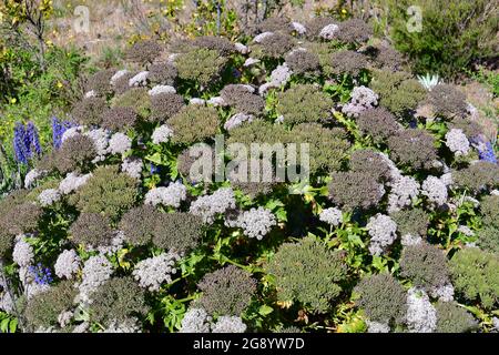 black parsley, Melanoselinum decipiens, Madeira, Portugal, Europe Stock Photo